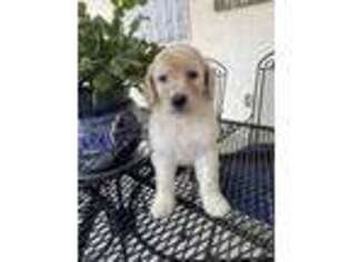 Goldendoodle Puppy for sale in Littleton, CO, USA