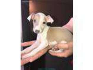 Italian Greyhound Puppy for sale in San Antonio, TX, USA