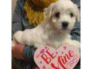 Coton de Tulear Puppy for sale in Mount Airy, NC, USA