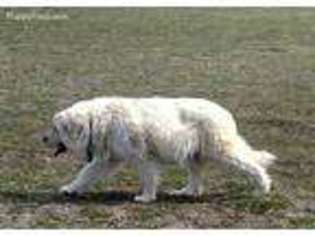 Great Pyrenees Puppy for sale in Grand Junction, CO, USA