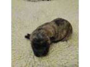 Cairn Terrier Puppy for sale in Burlington, NC, USA