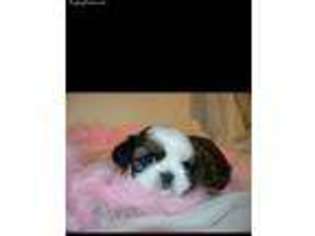 Shorkie Tzu Puppy for sale in Winchendon, MA, USA