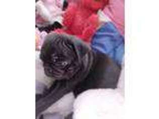 Pug Puppy for sale in Arvada, CO, USA