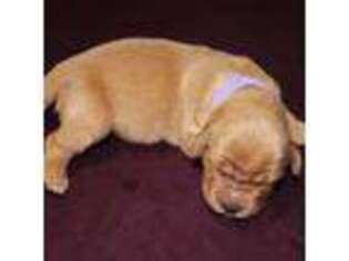 Golden Retriever Puppy for sale in Lehigh Acres, FL, USA