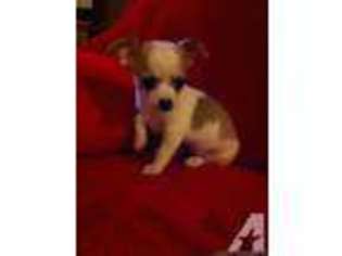 Chihuahua Puppy for sale in SAINT PAUL, MN, USA