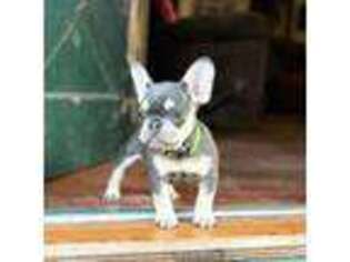 French Bulldog Puppy for sale in Weleetka, OK, USA
