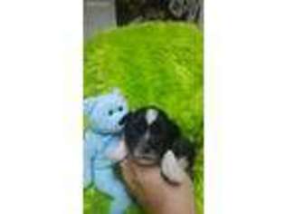 Mutt Puppy for sale in Minonk, IL, USA