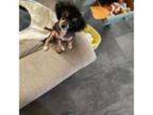 Mutt Puppy for sale in Henagar, AL, USA