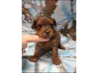 Yorkshire Terrier Puppy for sale in Kit Carson, CO, USA