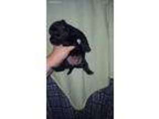 Scottish Terrier Puppy for sale in Phenix City, AL, USA