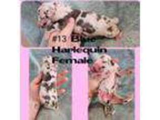 Great Dane Puppy for sale in Kiowa, OK, USA