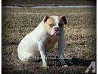 American Bulldog Puppy for sale in MERRILLAN, WI, USA