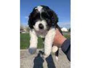 Saint Berdoodle Puppy for sale in Rigby, ID, USA