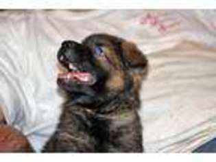 German Shepherd Dog Puppy for sale in Sneads, FL, USA