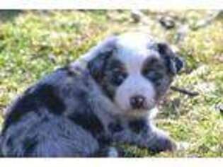 Miniature Australian Shepherd Puppy for sale in Gravette, AR, USA