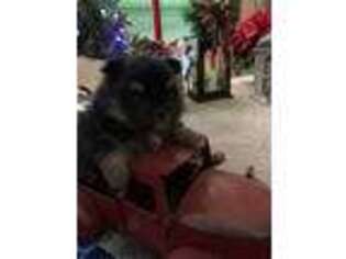 Pomeranian Puppy for sale in Parkersburg, WV, USA