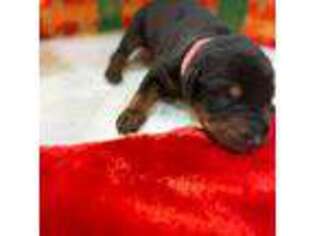 Doberman Pinscher Puppy for sale in Edgewood, NM, USA