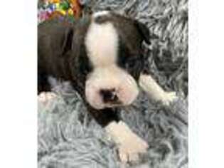 Boston Terrier Puppy for sale in Johnstown, CO, USA