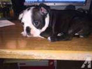 Boston Terrier Puppy for sale in HIGHLAND, CA, USA