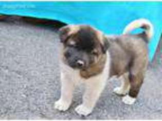 Akita Puppy for sale in Pequea, PA, USA