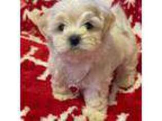 Shih-Poo Puppy for sale in Oldtown, MD, USA