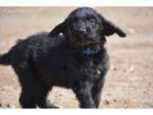 Goldendoodle Puppy for sale in Sterling, CO, USA