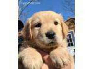 Golden Retriever Puppy for sale in Waleska, GA, USA