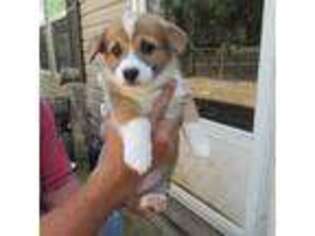 Pembroke Welsh Corgi Puppy for sale in Fort White, FL, USA