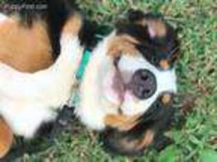 Bernese Mountain Dog Puppy for sale in Durham, NC, USA