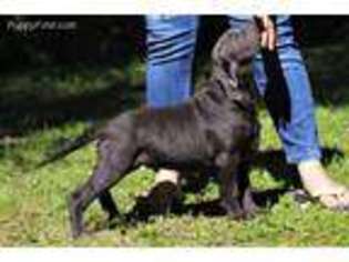 Labrador Retriever Puppy for sale in Minford, OH, USA