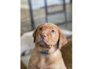 Labrador Retriever Puppy for sale in Apollo, PA, USA