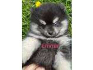 Mutt Puppy for sale in Fond Du Lac, WI, USA
