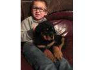 Rottweiler Puppy for sale in Fort Madison, IA, USA