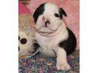 Bulldog Puppy for sale in Little Elm, TX, USA