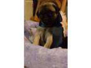 Pug Puppy for sale in Rockport, TX, USA