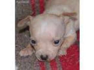 Chihuahua Puppy for sale in Texarkana, TX, USA