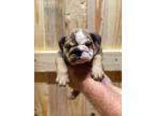 Bulldog Puppy for sale in Mena, AR, USA