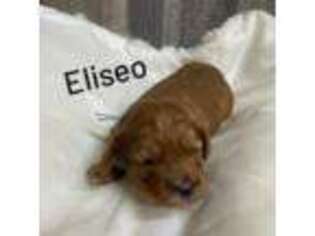 Cavapoo Puppy for sale in Lake Butler, FL, USA