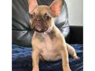 French Bulldog Puppy for sale in Conway, SC, USA