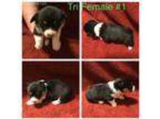 Pembroke Welsh Corgi Puppy for sale in Shreveport, LA, USA
