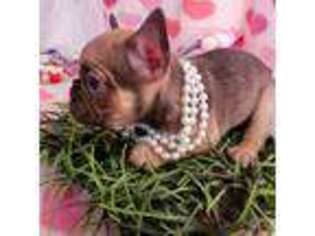 French Bulldog Puppy for sale in Geneseo, IL, USA