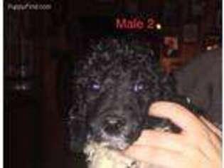 Mutt Puppy for sale in Boaz, KY, USA