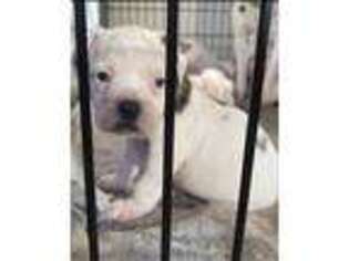 American Bulldog Puppy for sale in Pickens, SC, USA