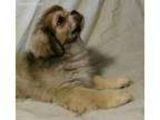 Tibetan Spaniel Puppy for sale in Moulton, AL, USA