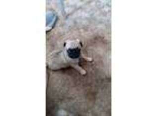 Pug Puppy for sale in Wautoma, WI, USA