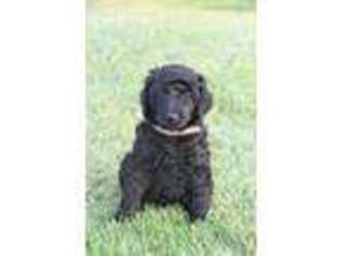 Mutt Puppy for sale in Marshallville, OH, USA