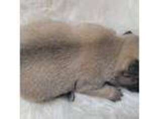 French Bulldog Puppy for sale in Branson, MO, USA