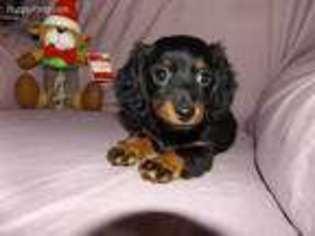 Dachshund Puppy for sale in Hallsville, MO, USA