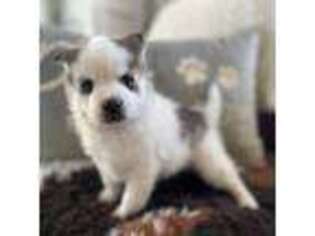 Mutt Puppy for sale in Prescott, AZ, USA