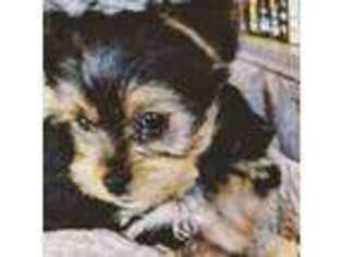 Yorkshire Terrier Puppy for sale in Washougal, WA, USA